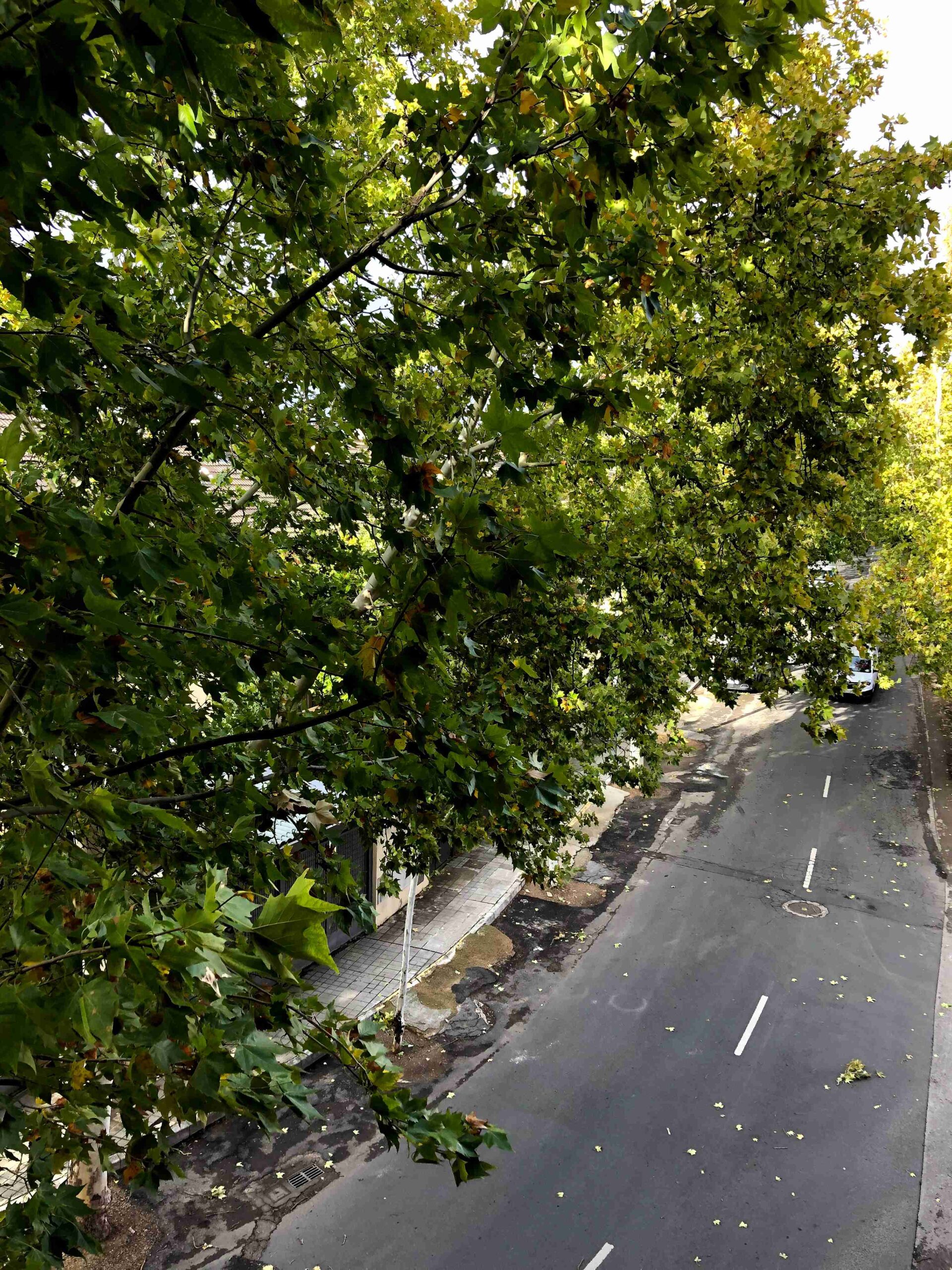 El Ayuntamiento de Ciudad Real precinta parques y zonas verdes por viento y lluvia