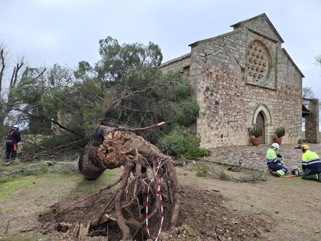 La Junta de Comunidades retira un árbol derribado por el viento en Alarcos